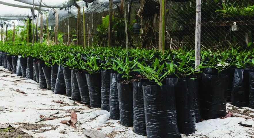 Young tree seedlings raised in a community nursery in Njombe
