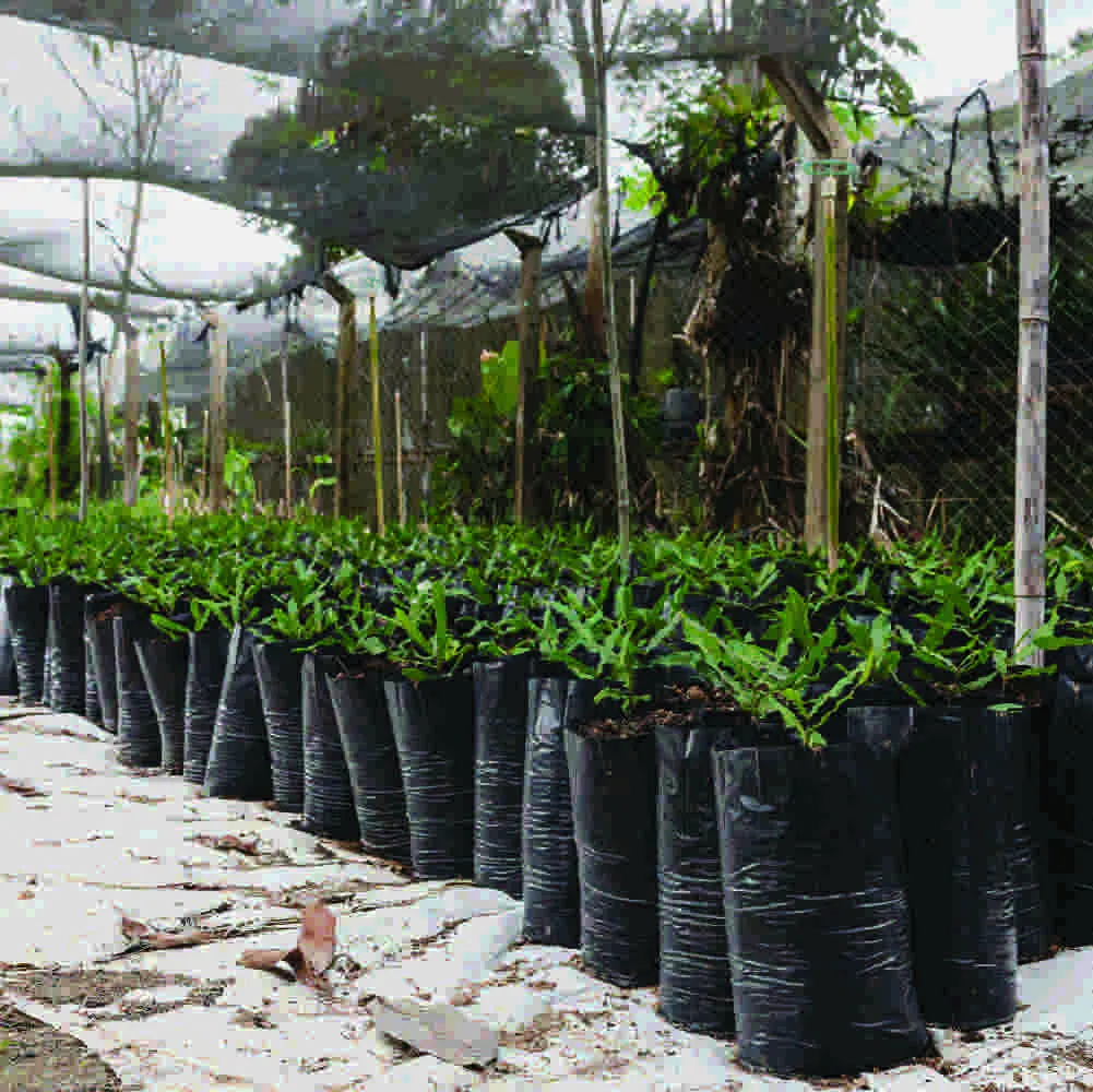 Seedling bags lined up in the Save the Planet tree nursery