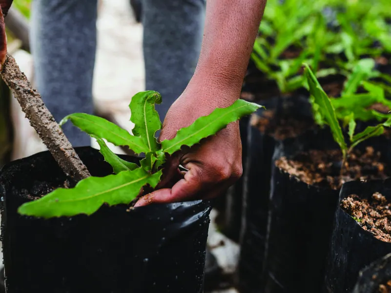 Hands holding a young tree seedling ready for planting