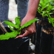 Tree Planting Projects